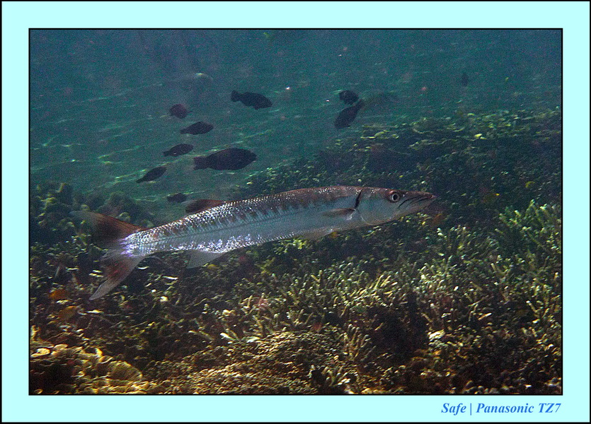 2012 - 07 - Dauin Sanctuary 50